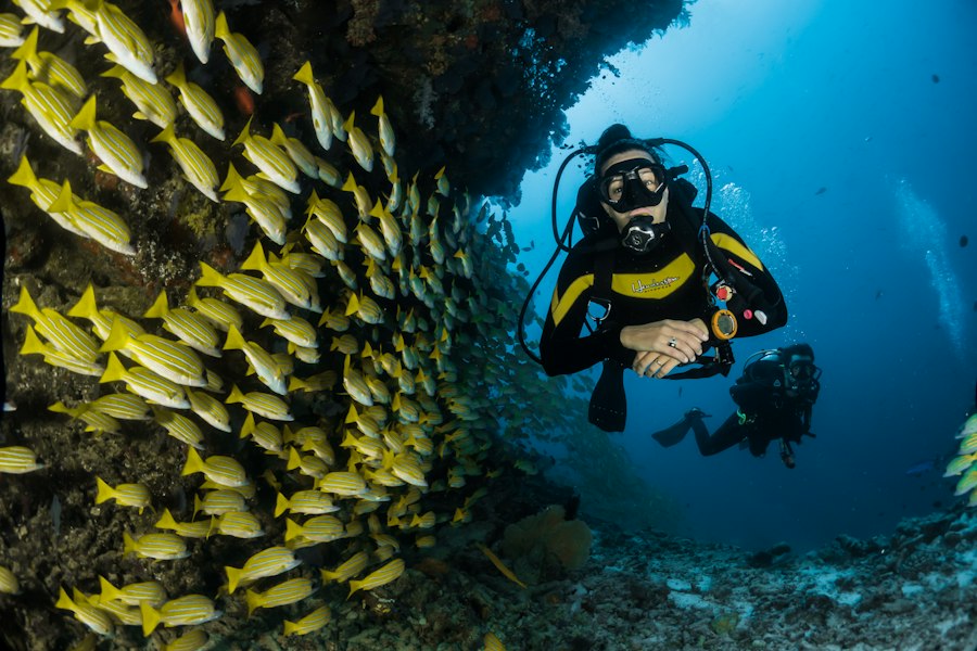 Grand Island Goa Scuba Diving & Dolphin Cruise