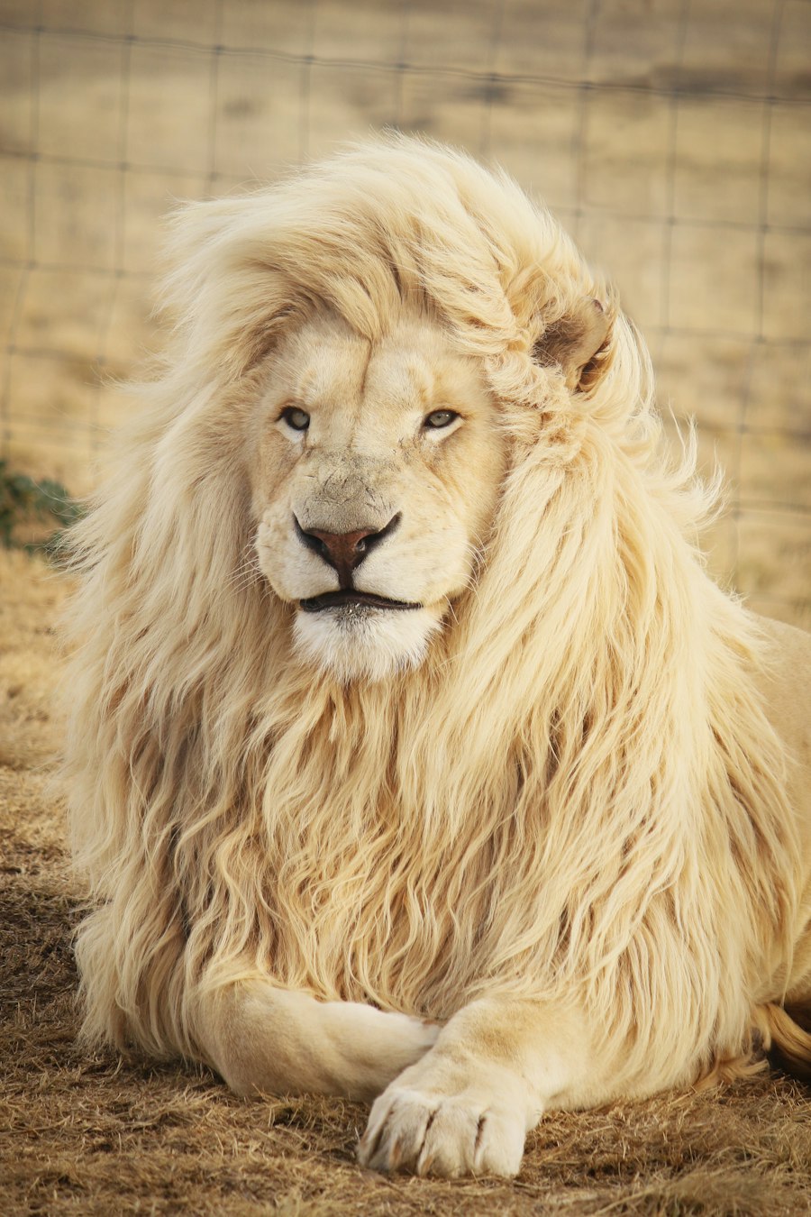 Sir Bani Yas Island Safari